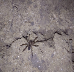 Camptocosa parallela