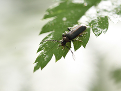 Schizotus cervicalis