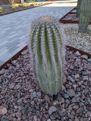 Carnegiea gigantea