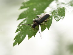 Schizotus cervicalis