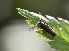 Schizotus cervicalis
