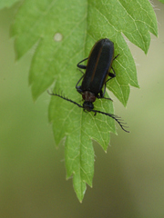 Schizotus cervicalis