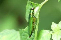 Chrysochroa rajah thailandica