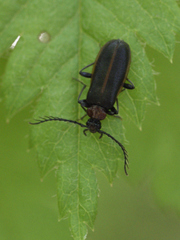 Schizotus cervicalis
