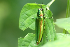 Chrysochroa rajah thailandica