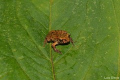 Pristimantis uranobates