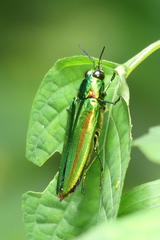 Chrysochroa rajah thailandica
