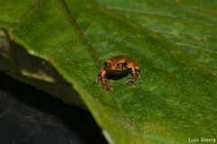 Pristimantis uranobates