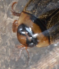 Rhantus wallisi