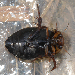 Rhantus wallisi
