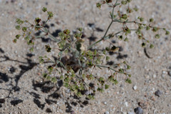 Eriogonum viridescens