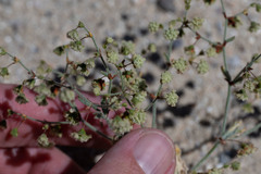 Eriogonum viridescens