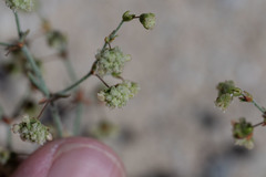 Eriogonum viridescens