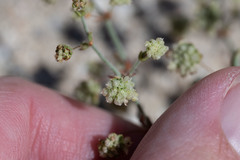 Eriogonum viridescens