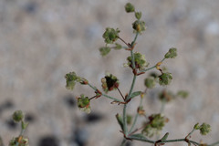 Eriogonum viridescens