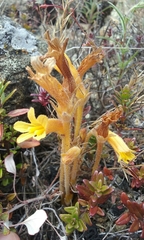 Aphyllon franciscanum