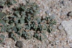 Euphorbia vallis-mortae