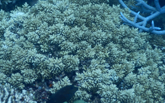Acropora longicyathus