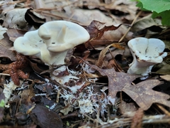 Loweomyces fractipes