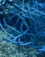 Acropora muricata