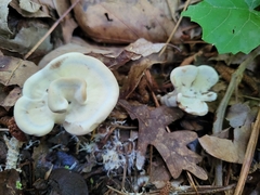 Loweomyces fractipes