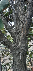 Quercus rugosa