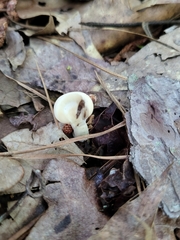Loweomyces fractipes