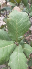 Quercus rugosa