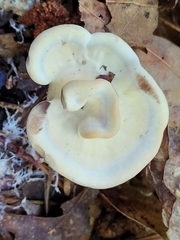 Loweomyces fractipes