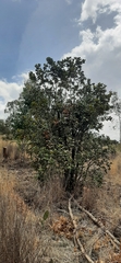 Quercus rugosa