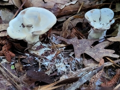 Loweomyces fractipes