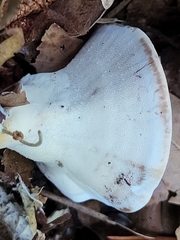 Loweomyces fractipes
