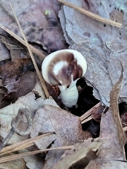 Loweomyces fractipes