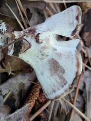 Loweomyces fractipes