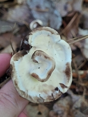 Loweomyces fractipes