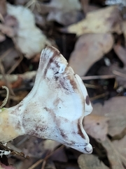 Loweomyces fractipes