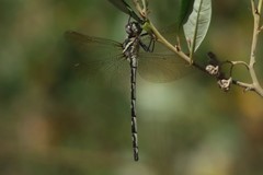 Archaeosynthemis leachii