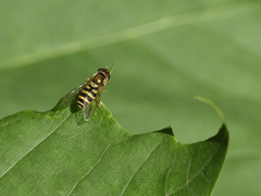 Syrphus rectus