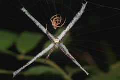 Argiope doleschalli