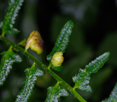 Taphrina polystichi