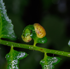 Taphrina polystichi