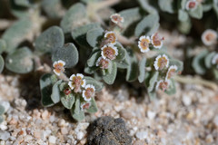 Euphorbia vallis-mortae
