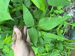 Desmodium cuspidatum