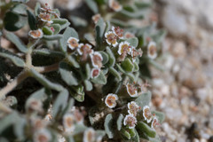 Euphorbia vallis-mortae