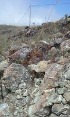 Aphyllon franciscanum