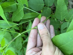 Desmodium cuspidatum