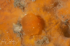 Doriopsilla carneola