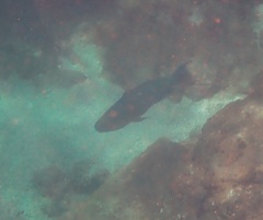 Scarus rubroviolaceus