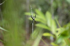 Argiope doleschalli