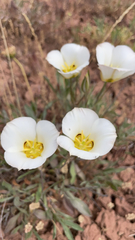 Calochortus nuttallii